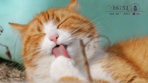 舔爪爪滴猫猫