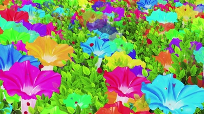 唯美的牵牛花花海