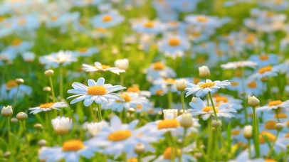 阳光下的小雏菊