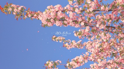 4K 春天美丽花儿绽放