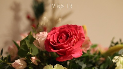 淡雅玫瑰（含真实时间）