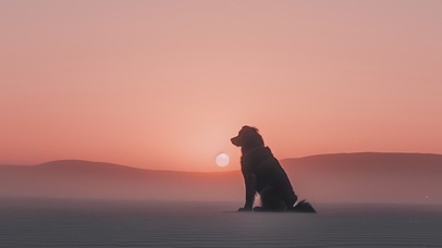 INS风可爱治愈小狗