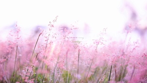 4k美丽花朵