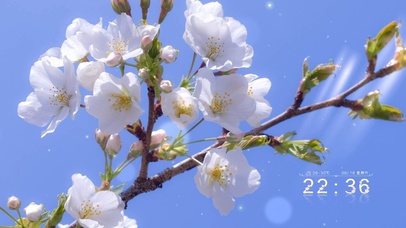 蓝色天空下高清白玉樱花