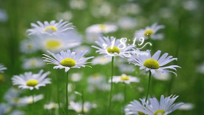 小清新小雏菊护眼壁纸带音乐特效