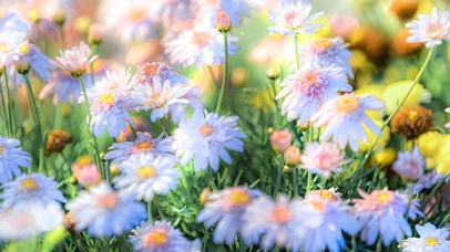 治愈春天美丽的花儿