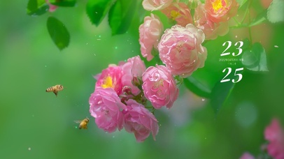 4k 治愈清新花落