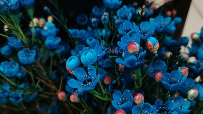 4k治愈唯美雨天蓝玫瑰