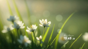 清晨的小花