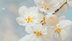 白色樱花