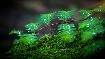 4k治愈绿色绿叶