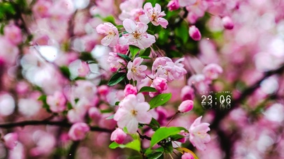 4K治愈春分清新樱花