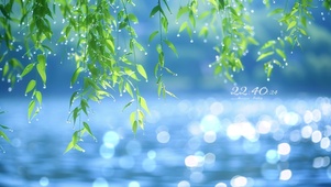 湖边柳枝