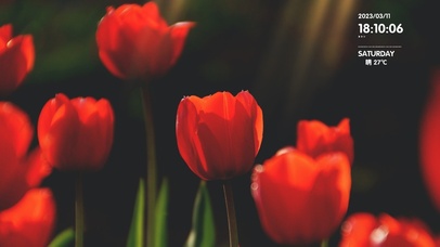 4k简约清新郁金香桌面