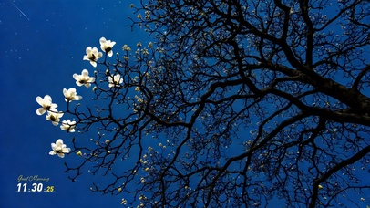 绝美夜色 枯木逢春