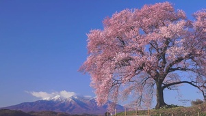 樱花树