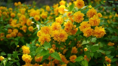 唯美清新绿叶鲜花