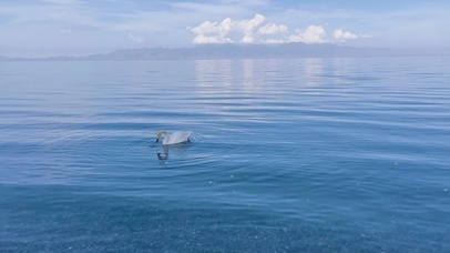 赛里木湖的天鹅