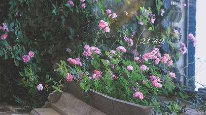 治愈唯美春天盛开的鲜花