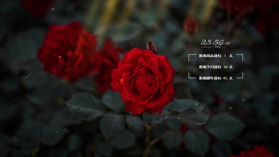 4k唯美阳光花草风景