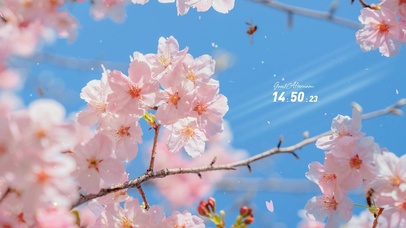 4K唯美治愈樱花天空