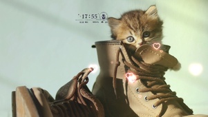 4K萌猫