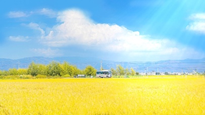 唯美4K金秋麦田