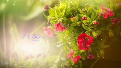 唯美夏天牵牛花