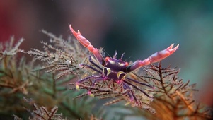 唯美海底生物