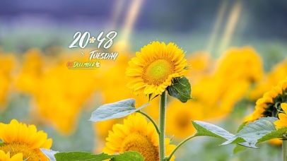 4k高清阳光向日葵风景系列