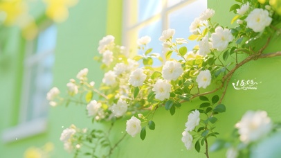 窗台外的蔷薇花