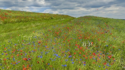 4K 唯美治愈满山花海