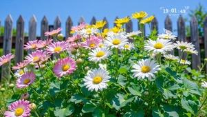 治愈护眼小野花