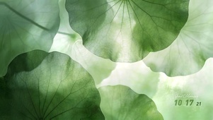 一叶清宁 • 青荷