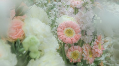 4K 治愈粉色花朵