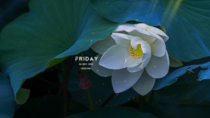 唯美白色荷花