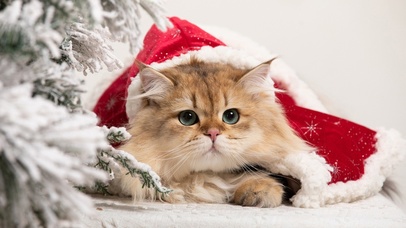 治愈软萌圣诞礼物