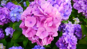 唯美夏日鲜花