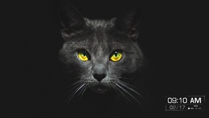 黑猫简约壁纸