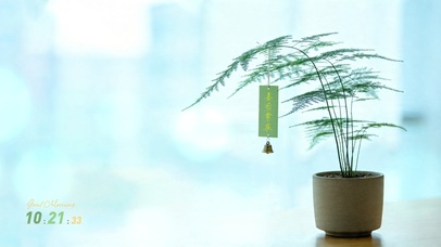 4K桌面文竹小盆栽 喜乐常在！