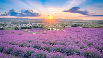 4K唯美治愈夕阳薰衣草小镇