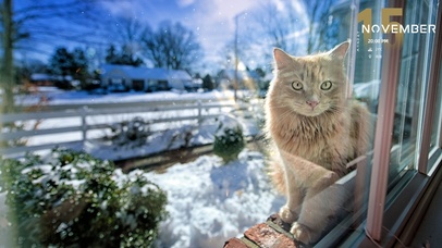 冬季窗外的小猫