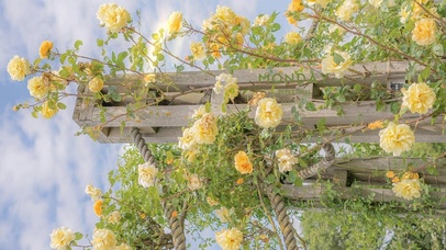 治愈唯美小清新鲜花