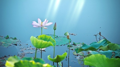 唯美荷花风景桌面壁纸