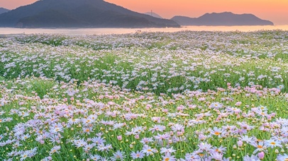 唯美夕阳下雏菊花海