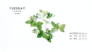 4k清新极简绿植