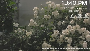 白玫瑰