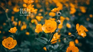 4k小清新花草风景