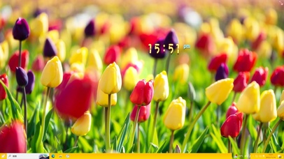 郁金香花海主题壁纸