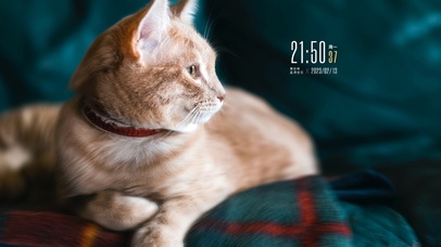 4k简约猫咪桌面